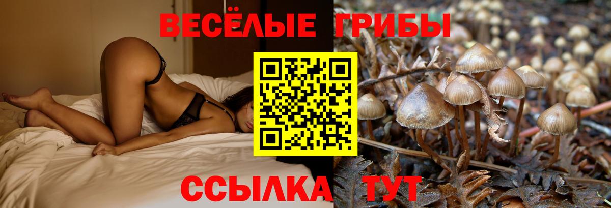Галлюциногенные грибы прущие грибы Вышний Волочёк